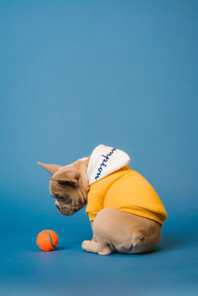 Dog and Ball