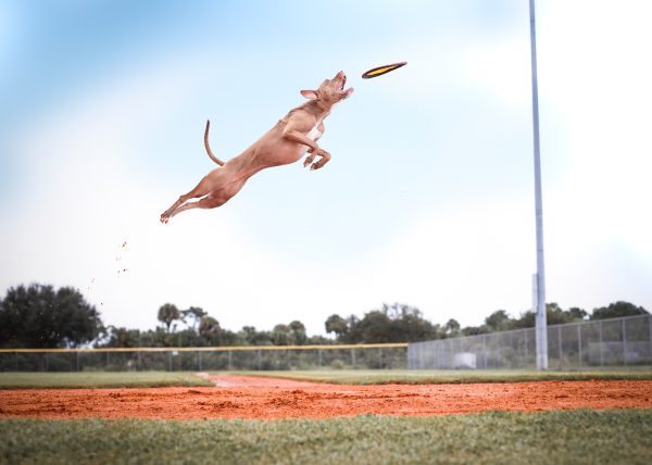 Dog Catching Frisbee