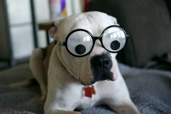 Silly Dog In Glasses