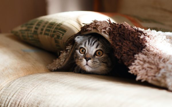 Cat Peeking Out From Under Blanked