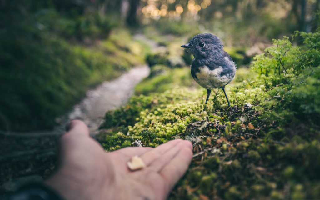 Feeding A Bird